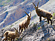 Kozoroec horsk i alpsk (Capra ibex) je velk zstupce turovitch.