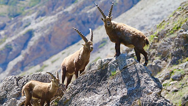 Kozoroec horsk i alpsk (Capra ibex) je velk zstupce turovitch.