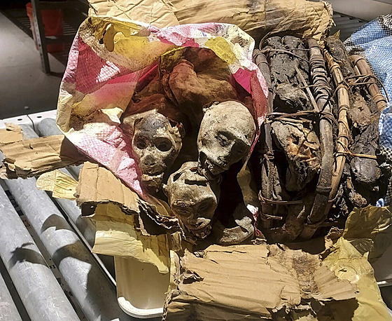 Mumifikované ostatky ty opic, které nalezl na letiti v Bostonu pes celní...
