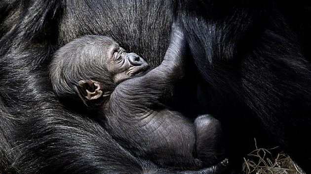 Malá Mobi se nenechala oslavami svých křtin nijak rušit.