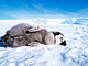 Pta chipka se v Antarktid  pravdpodobn prostednictvm sthovavch...