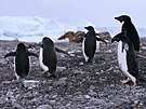 Kolonie tuk na Antarktid ohrouje pta chipka