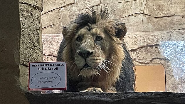 Jedenáctiletý samec lva indického z polského Krakova by měl být dostatečně dominantní i zkušený pro rozmnožení s ostravskou samicí. (20. února 2024)