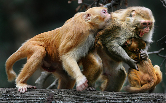 Sociální ivot makak není prostý vedních dramat. I na Morgan Islandu zápasí o...