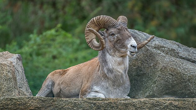 Ovis ammon polii. Tento exempl ovce Marco Polo se nechal zvnit v berlnsk zoologick zahrad.