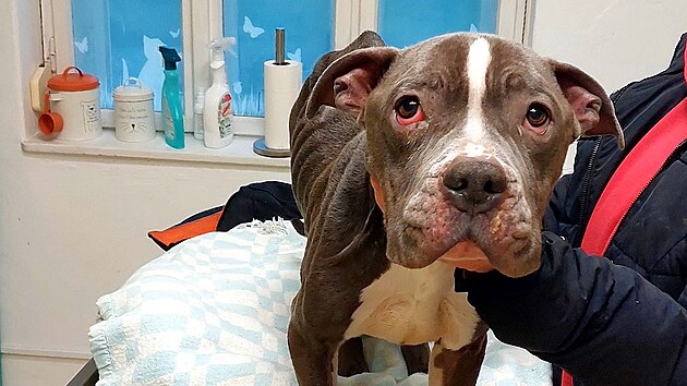 Po z&aacute;chraně z bytu skončil pes v p&eacute;či veterin&aacute;rn&iacute; l&eacute;kařky.
