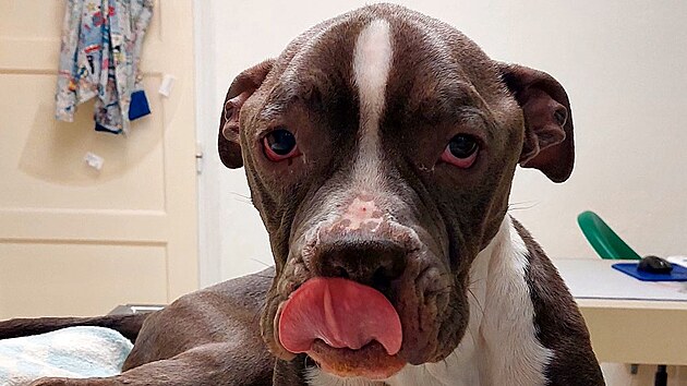 Po z&aacute;chraně z bytu skončil pes v p&eacute;či veterin&aacute;rn&iacute; l&eacute;kařky.
