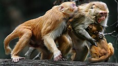 Sociální život makaků není prostý všedních dramat. I na Morgan Islandu zápasí o...