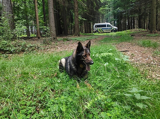 Policejní pes Felix.
