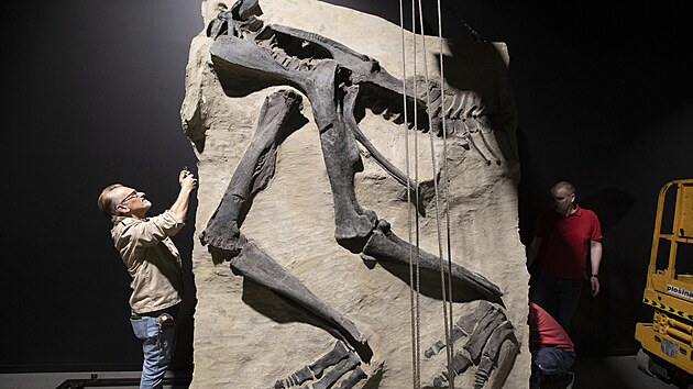 V praskm Dinosauria Museum instalovali devt metr dlouhou kostru Edmontosaura Eda. (19. bezna 2024)