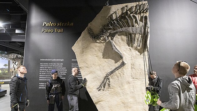 Instalace jedn sti Edmontosaura. Zanalo se nejvtmi a nejt잚mi kusy, pot nsledovala lebka a ocas. (19. bezna 2024)
