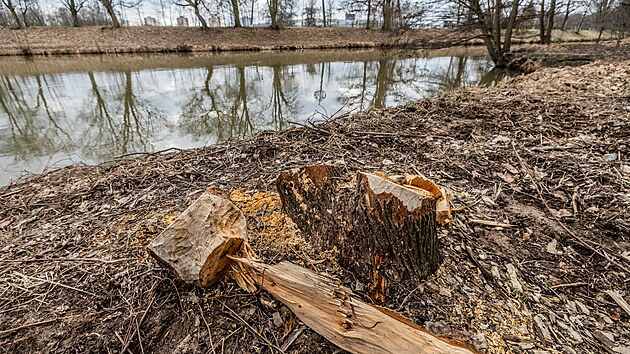 Vodohospodi u vykceli nkter stromy ohryzan bobry u eky Orlice na pedmst Hradce Krlov. (26. nora 2024)