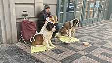 Tií ebráci. Dvojice bernardýn sedí hodiny v jedné poloze, zatímco Rumun...