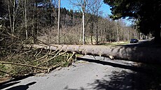 Vítr v Olomouckém kraji vyvrátil nkolik strom a polámal vtve. (26. bezna...