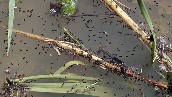 Na zaplavených polích se nyní mohou znovu líhnout komáí larvy. Ilustraní foto
