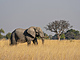 V Botswan ije podle poslednch statistik asi 130 tisc slon.
