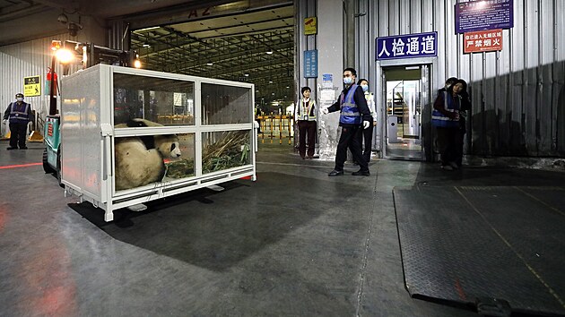 Prvn panda velk narozen v Jin Koreji odletla do ny, aby se zapojila do chovnho programu. (3. dubna 2024)