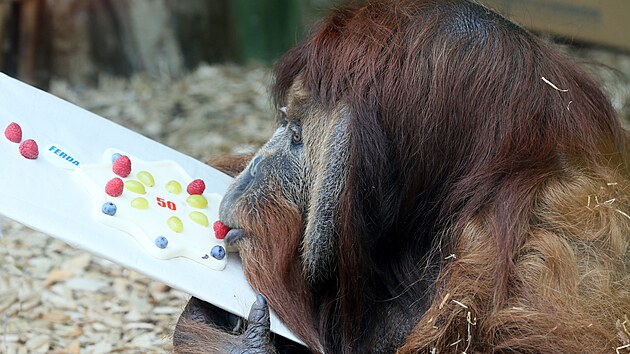 Orangutan Ferda slav narozeniny. (jen 2019)