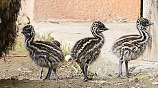 Chovatele v jihlavské zoo tí erstv narozená tyata emu hndých.