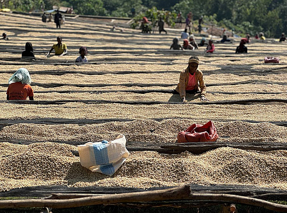 Sklize kávových zrn v etiopském Yirgacheffee (7. prosince 2023)