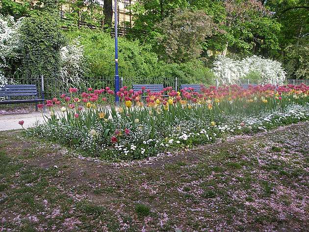 Záhony tulipán a sedmikrásek pod Petínem