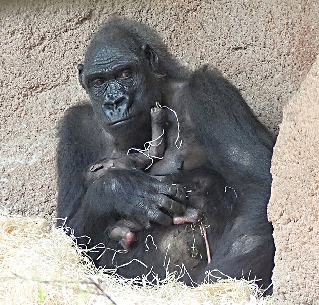 Gorilí mlád narozené 12. dubna