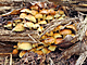 Letn houba tepenitka svazit vyrostla u v jarnch tdnech.