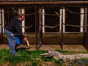 Jaromír Bata z Klopiny na umpersku chová na zahrad svého domu tímetrového,...