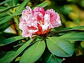 Rododendron