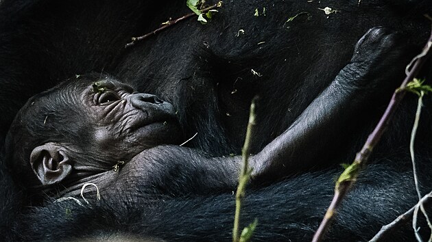 Nov narozené mlád gorily níinné v praské Zoo. (12. dubna 2024)