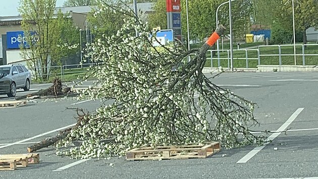 Povolení ke kácení vzhledem k velikosti hypermarket nepotřeboval.