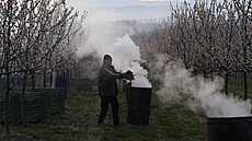 Ped mrazem chrání kvty merunk dým z ohn udrovaného v sadech v Buchlovicích...