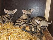 Mláata hyenek hivnatých se narodila v Safari parku ve Dvoe Králové v kvtnu...