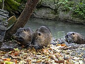 Nutrie se ve zlínské Bartoov tvrti pemnoily a útoí. Lidé je vak stále...