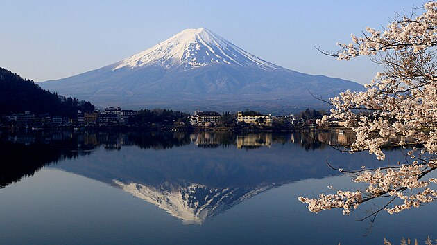 Pohled na kvetouc ten s japonskou horou Fudi v pozad (14. dubna 2024)