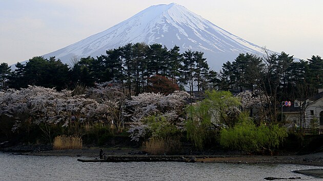 Rozkvetl ten u jezera Kawagui v Japonsku. V pozad je hora Fudi. (14. dubna 2024)