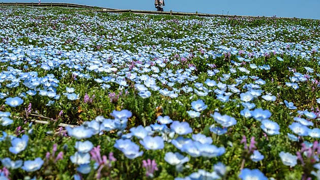Turist z celho svta m v tchto dnech do veejnho parku Hitai na ostrov Hon. Na 350 hektarech se tu pstuj stovky okrasnch rostlin. Na jae se velkmu zjmu nvtvnk t oblast Miharai, kde kvetou miliony modrch hajniek.