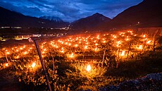 Ohn ve vinicích ve výcarsku mly pomoci uchránit révu ped mrazem. (23. dubna...