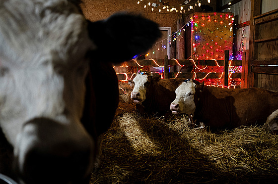 Krávy pipravené na mazlící seanci. Farma Luz, Illinois, USA 15. dubna 2024.
