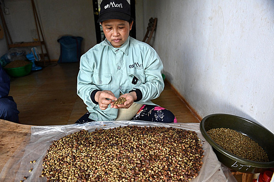 Vietnam patí mezi pední producenty robusty. (15. bezna 2023)