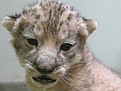 V hodonínské zoo se na konci dubna 2024 narodilo mlád kriticky ohroeného lva...