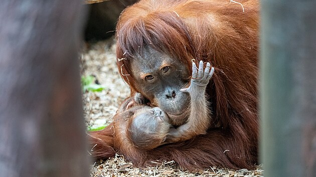 Samice orangutana sumaterského Diri se svým dnes narozeným mládtem zatím...