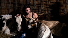 Emma Maiers s krávou a teletem. Farma Luz, Illinois, USA 15. dubna 2024.