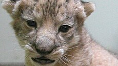 V hodonínské zoo se na konci dubna 2024 narodilo mlád kriticky ohroeného lva...