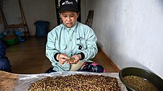 Vietnam patí mezi pední producenty robusty. (15. bezna 2023)