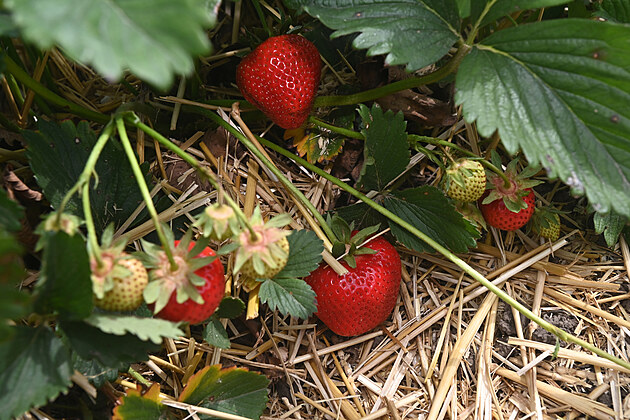 Samosběr jahod v Prostějově
