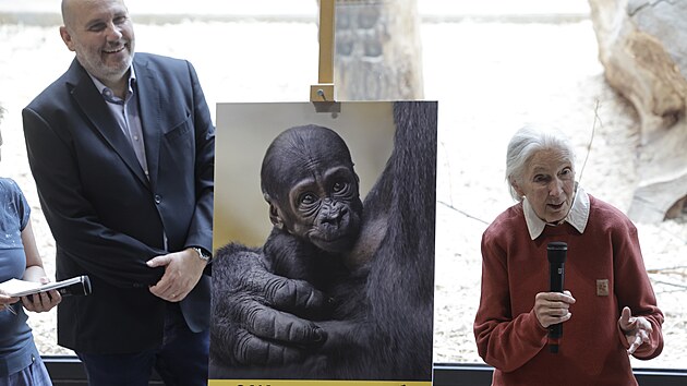 Slavná bioloka Goodallová poktila v praské zoo msíc staré mlád gorily....