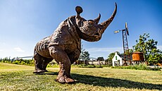 Plechový nosoroec piputoval do královédvorské zoo z Keni. (15. kvtna 2024)