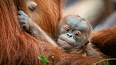 Sameek orangutana se narodil 2. kvtna (17. kvtna 2024)