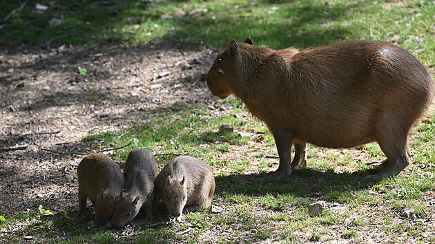 Ve zlínské zoo se narodila mláata nejvtích hlodavc na svt. (kvten 2024)